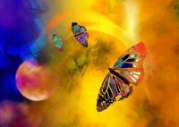 1482223142krasne-motyle-prekarpce